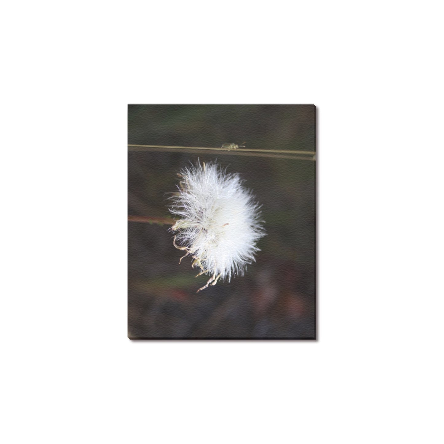 A Bug and a Wish Canvas Print 10" x8" (Made in the USA)